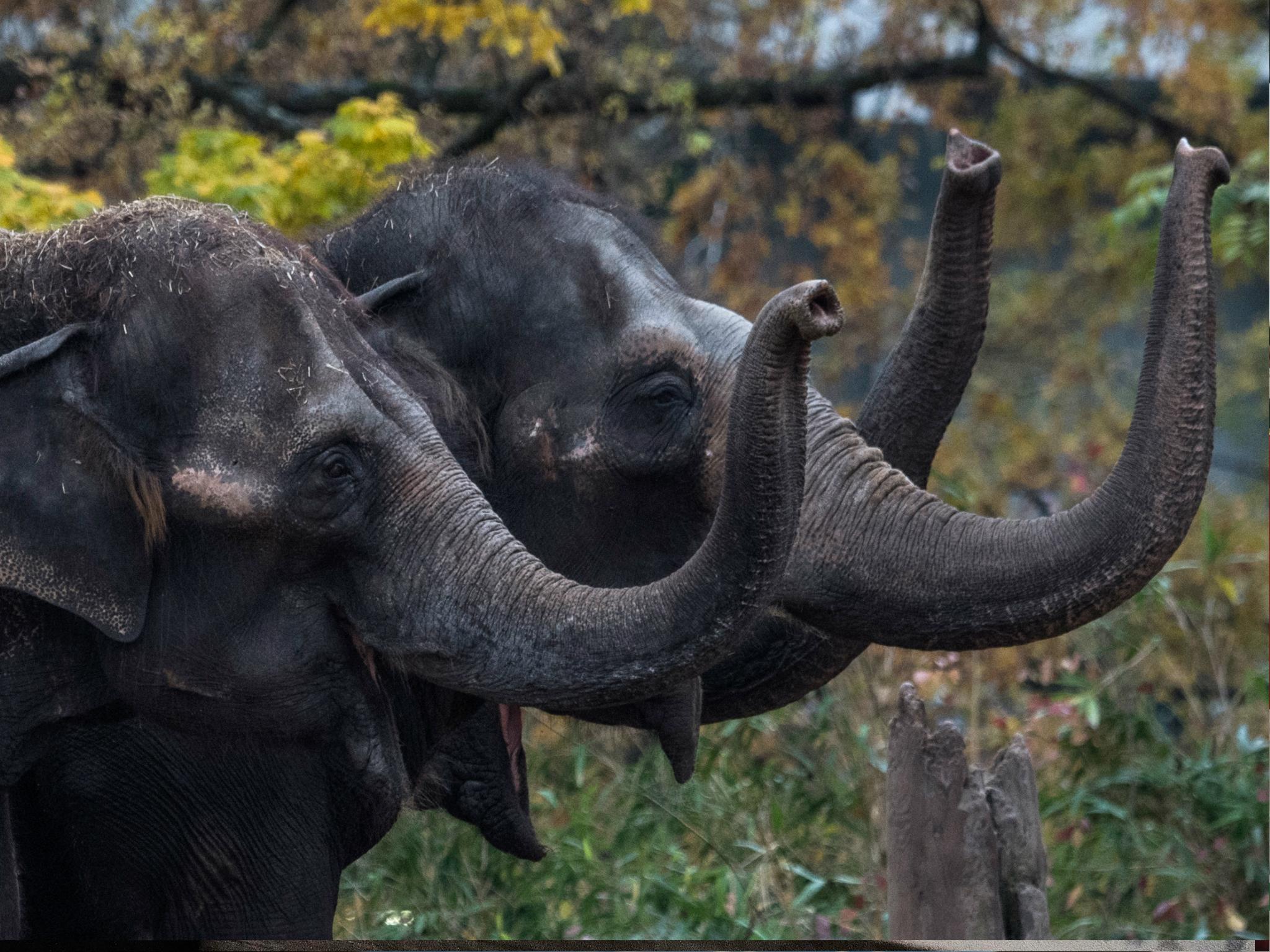 attraction-Teuk Chhu Zoo Elephant.jpg